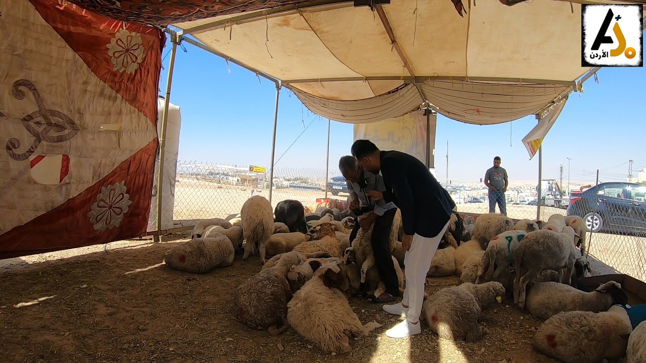 احذروا شراء الأضاحي المسمنة والمغشوشة