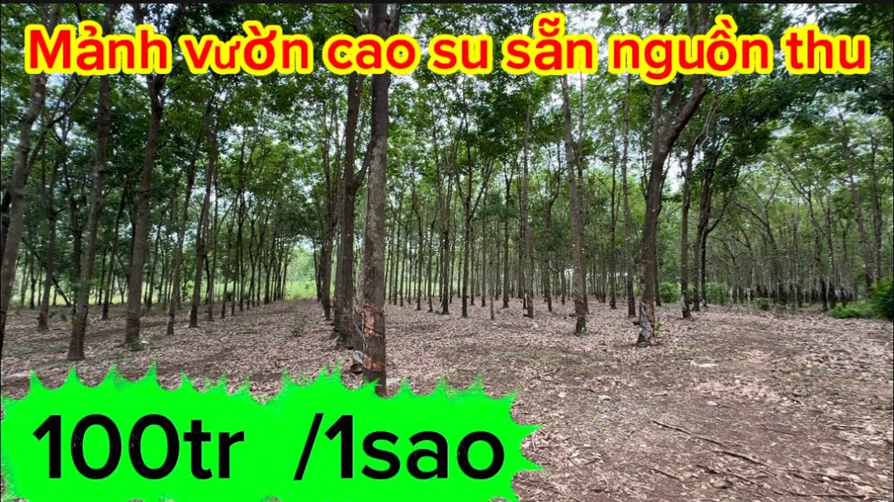 Đất vườn cao su nguồn thu  30 tr / dt 2,9ha  chủ bán 2ty900tr