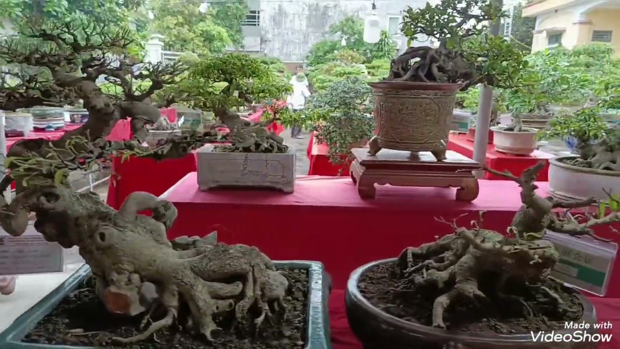 Triển lãm sinh vật cảnh tại nhà văn hoá thôn Hiệp Lực 
