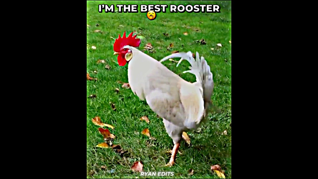 Best Rooster&hellip;? #trollface