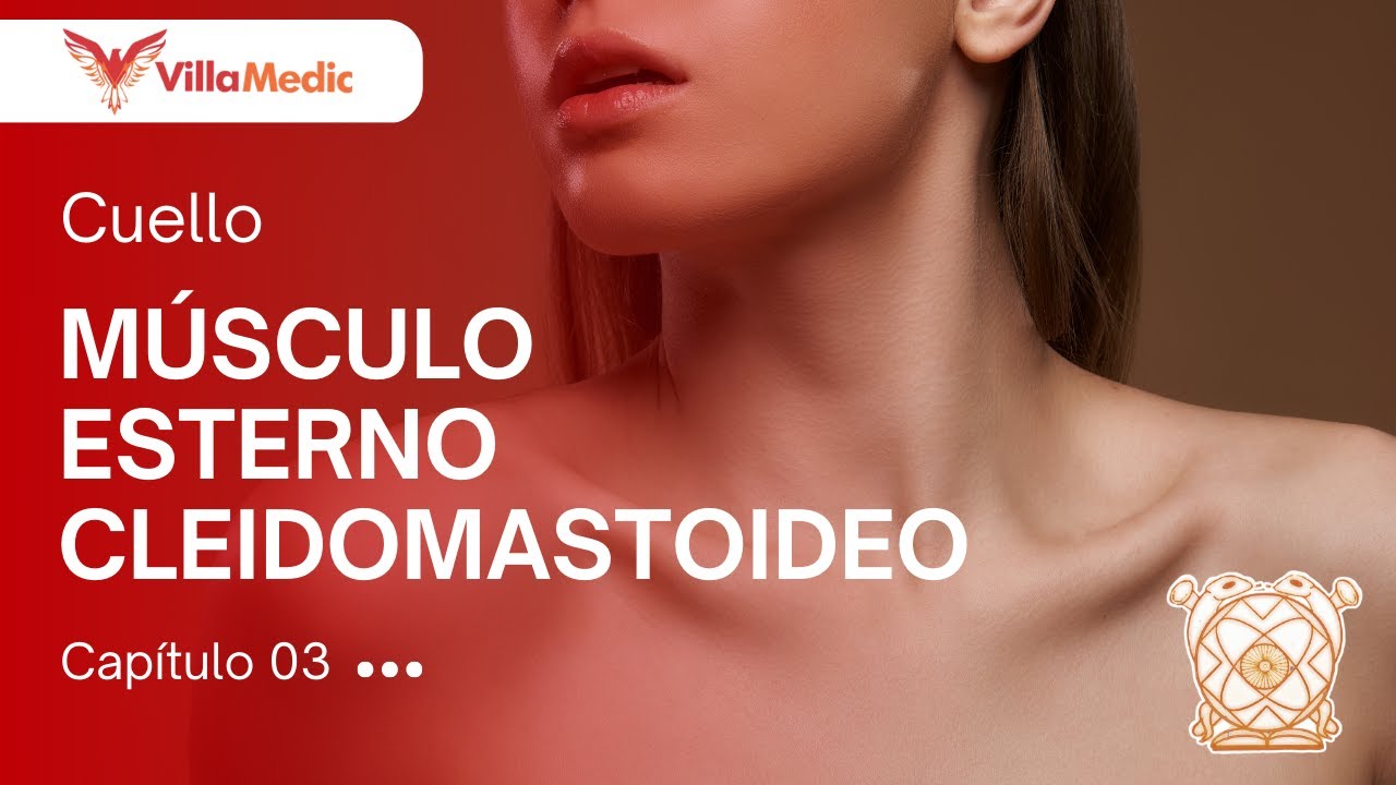 CC.BB. ANATO | Cuello: Músculo esternocleidomastoideo - VillaMedic