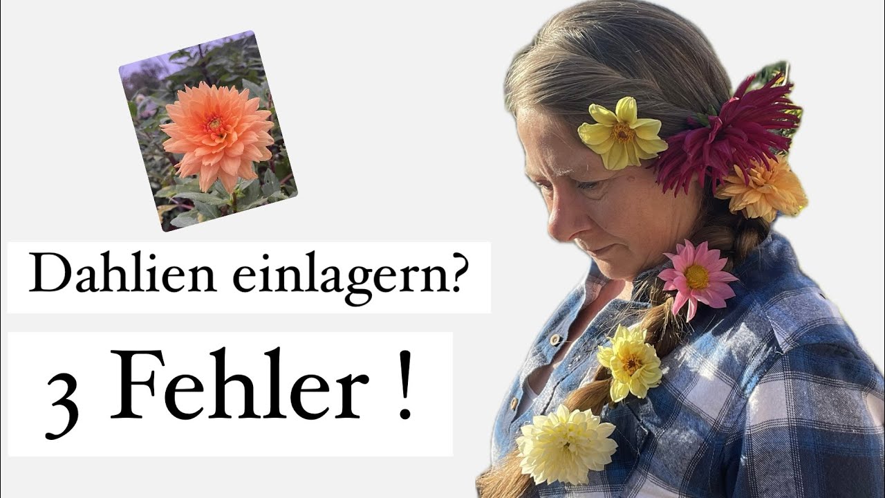 3 Fehler beim Einlagern/Überwintern von Dahlienknollen
