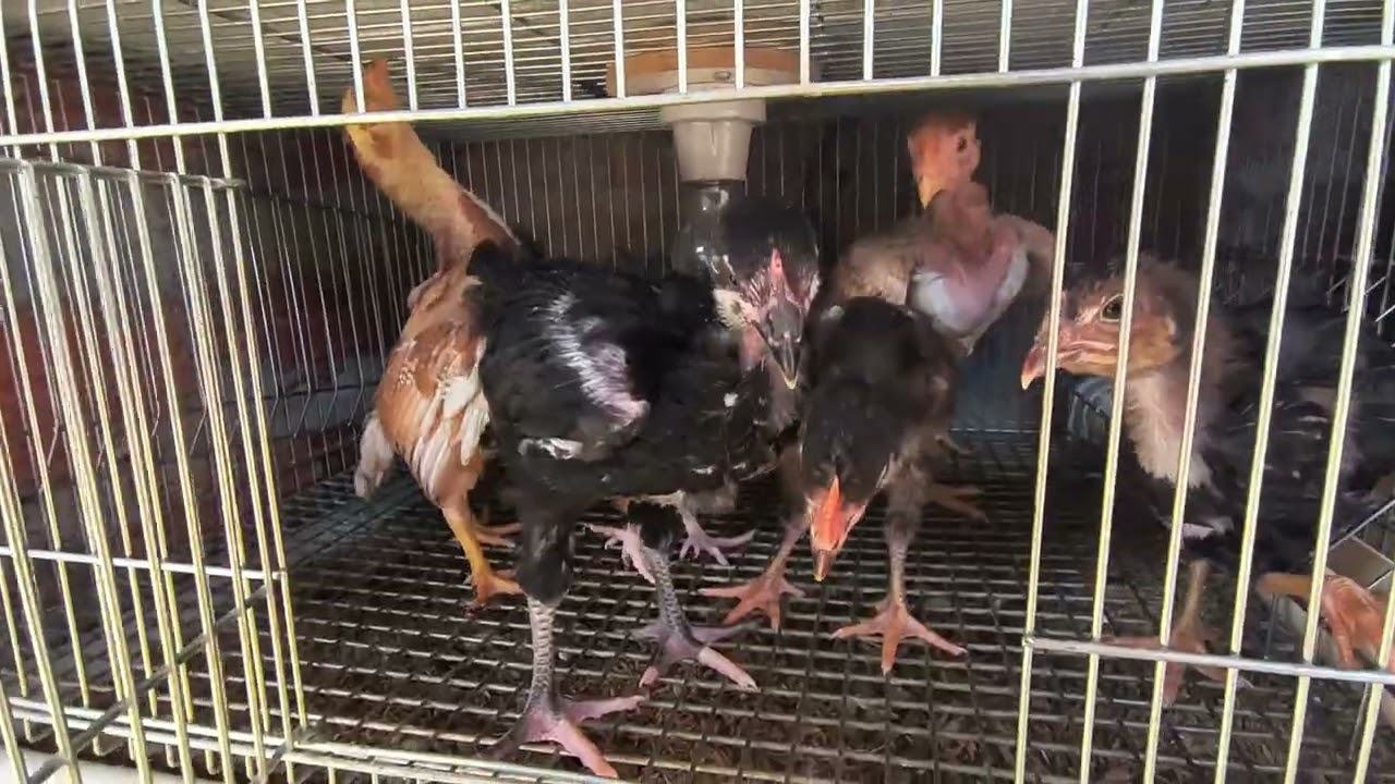 Aprenda a eliminar 90%dos estresse térmico das suas aves de forma. Prática 