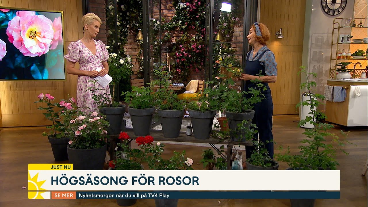 Trädgårdsmästarens bästa tips för fina rosor - Nyhetsmorgon (TV4)