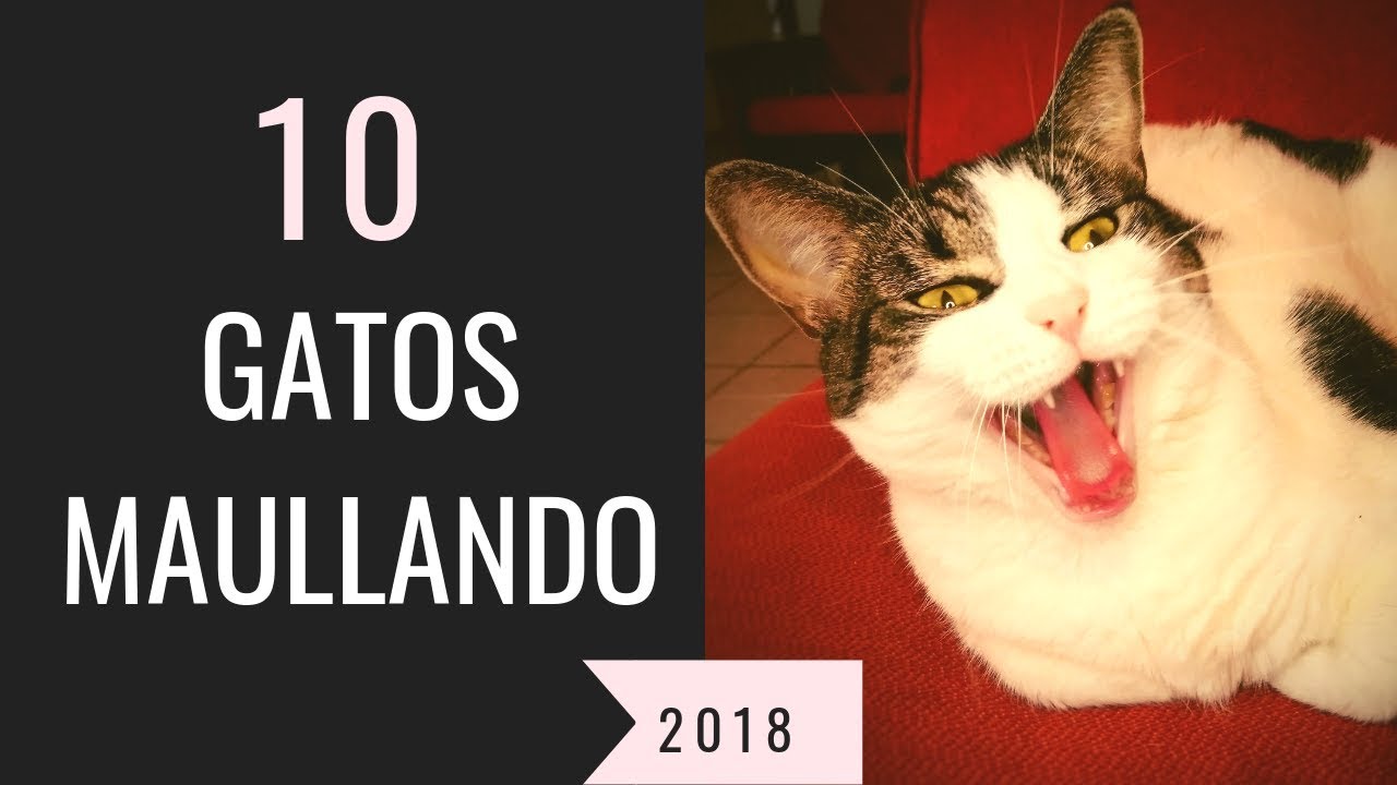 10 gatos maullando mucho y fuerte-Para molestar a tu gato o perro HD Sound Effect