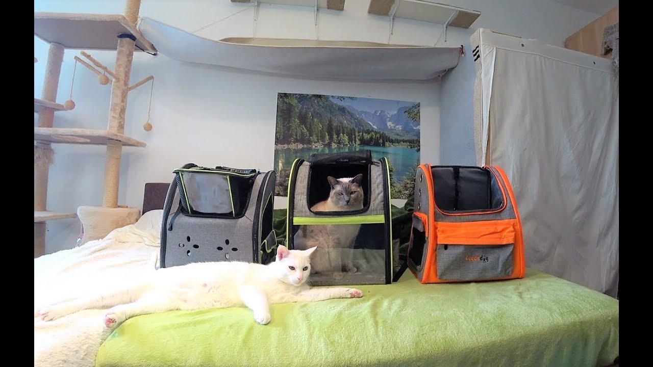 Cat Backpack Test / Review (3 Types) - For Walks, Hikes & more