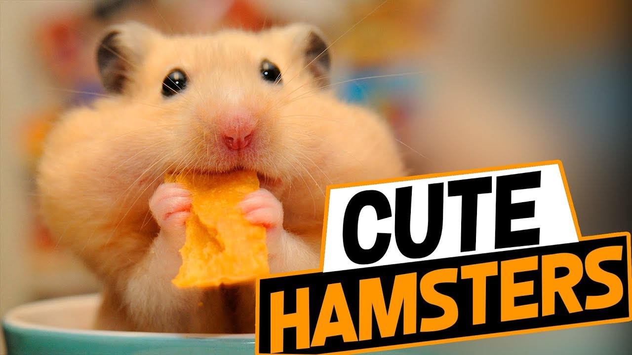 Funny Hamster Videos Try Not To Laugh 2018