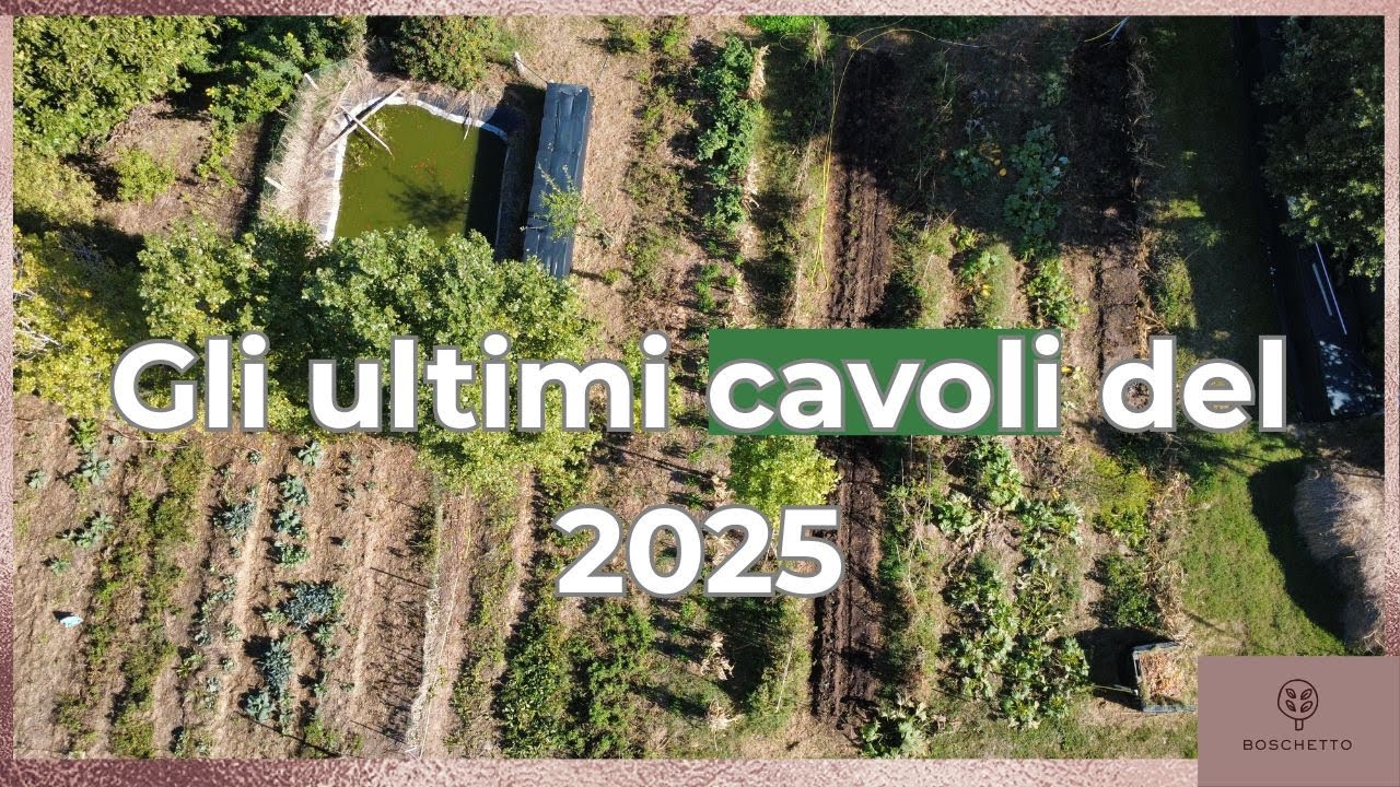 Gli ultimi cavoli del 2025 🥬 | Un’aiuola ricca e pronta a nutrire 🌿