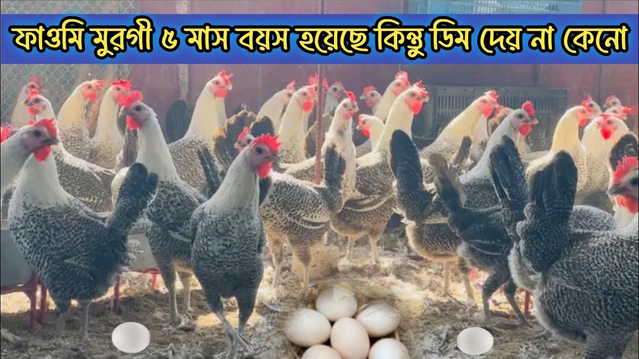 ফাওমি মুরগী ৫ মাস বয়সেও ডিম দিচ্ছে না কেনো কারন কি বিস্তারিত জানুন