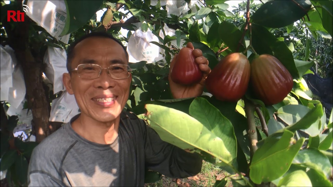 Farmer auctions huge wax apples for charity