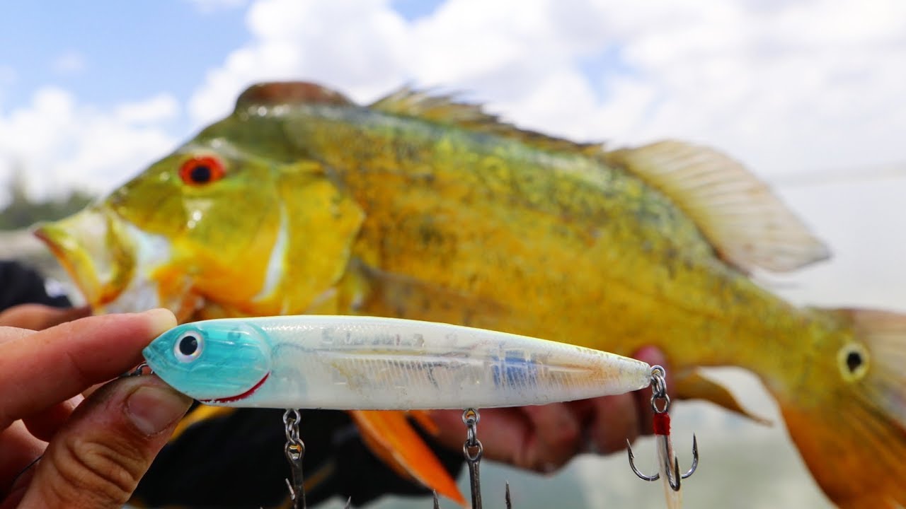 Peacock Bass Smashing TOP WATER Lures!! (Miami, FL) | Jiggin' With Jordan