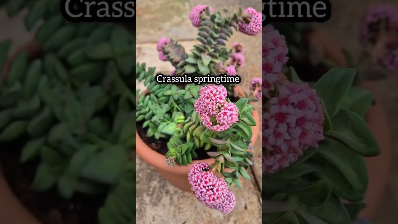 Propagation of succulents // useful tips for succulents.