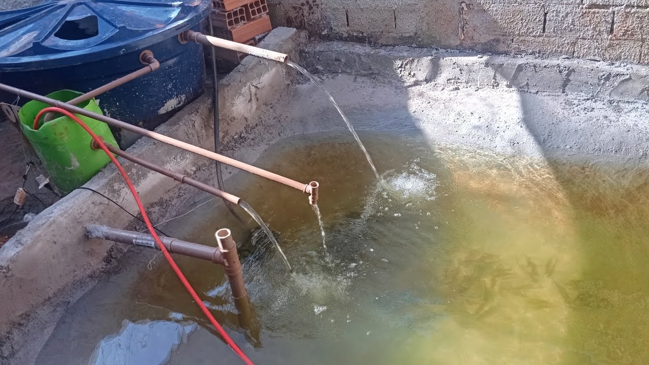 Minha criação de peixe na cidade