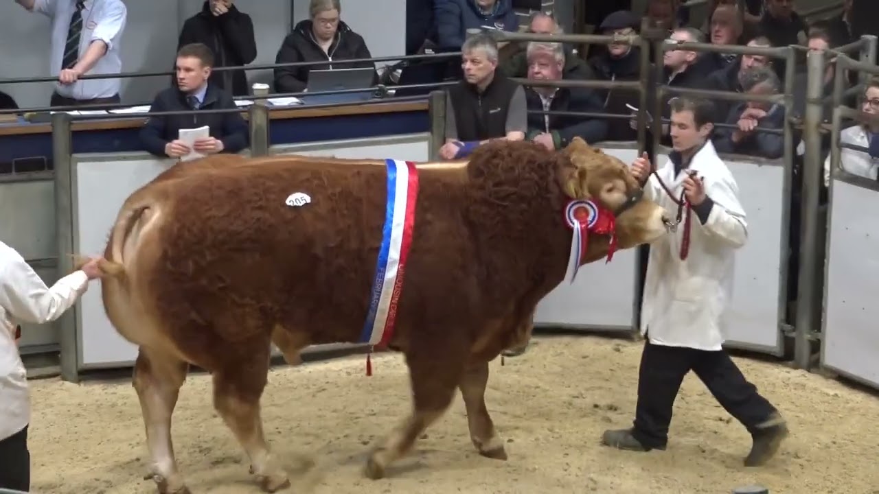 20240210114515 lot 205 Loosebeare Tommy Overall Champion 35,000gns  to Dyke & Allanfauld