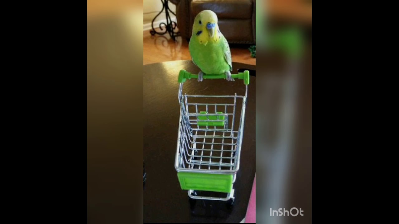 lindas cores de periquitos australianos