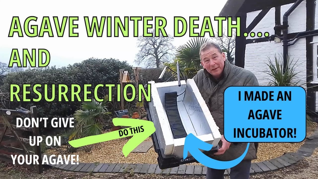 Winter Damaged Agave? DO THIS...
