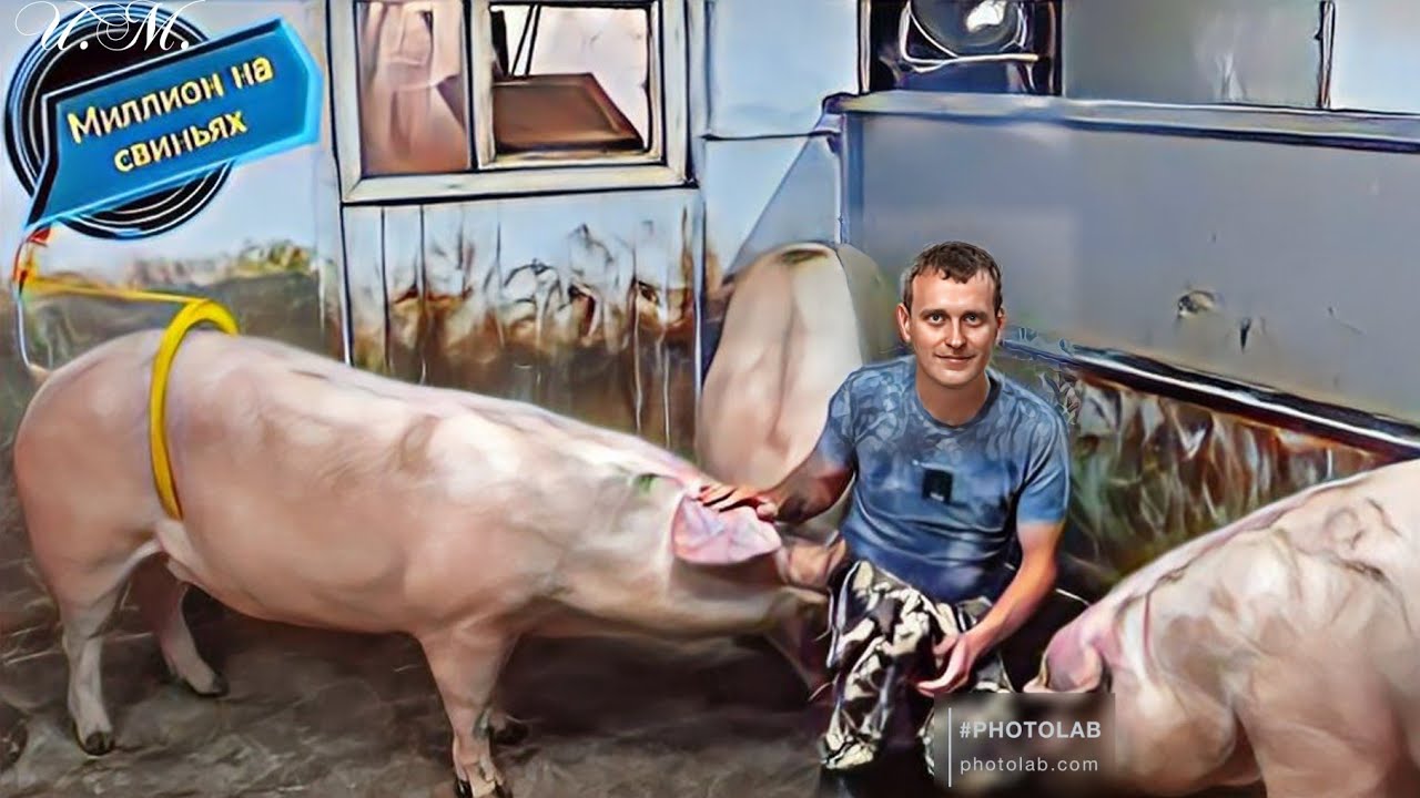 ‼️Строю идеальный свинарник своими руками‼️Искусственное осеменения молодых свинок‼️