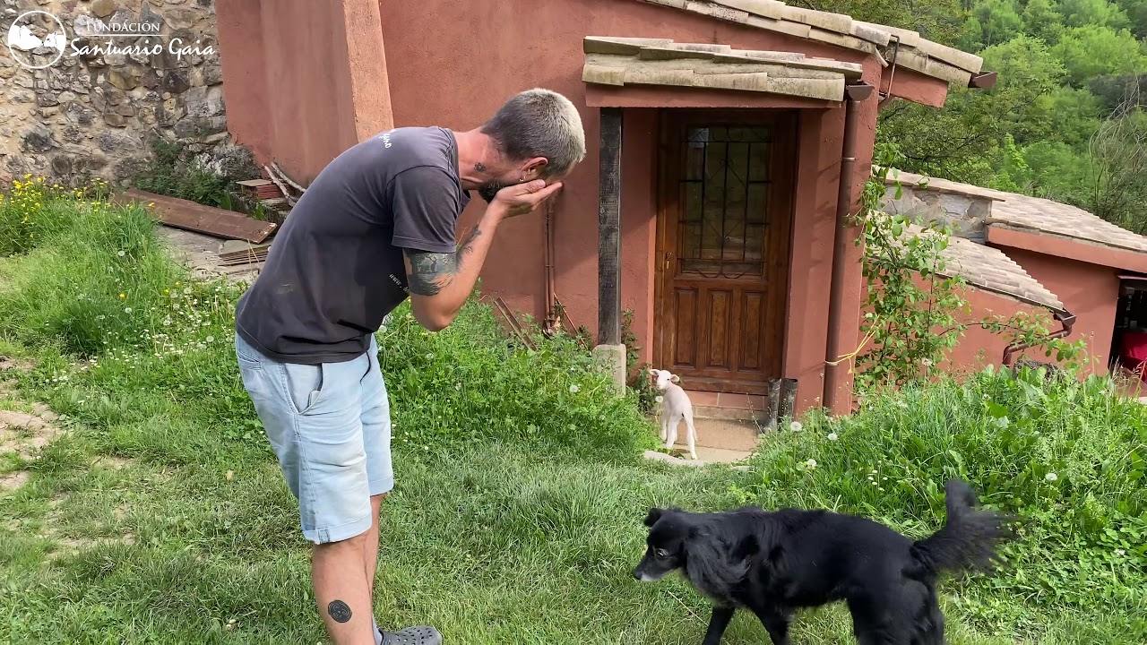 Oriol | Cordero huérfano tiene un fuerte vínculo con su padre humano