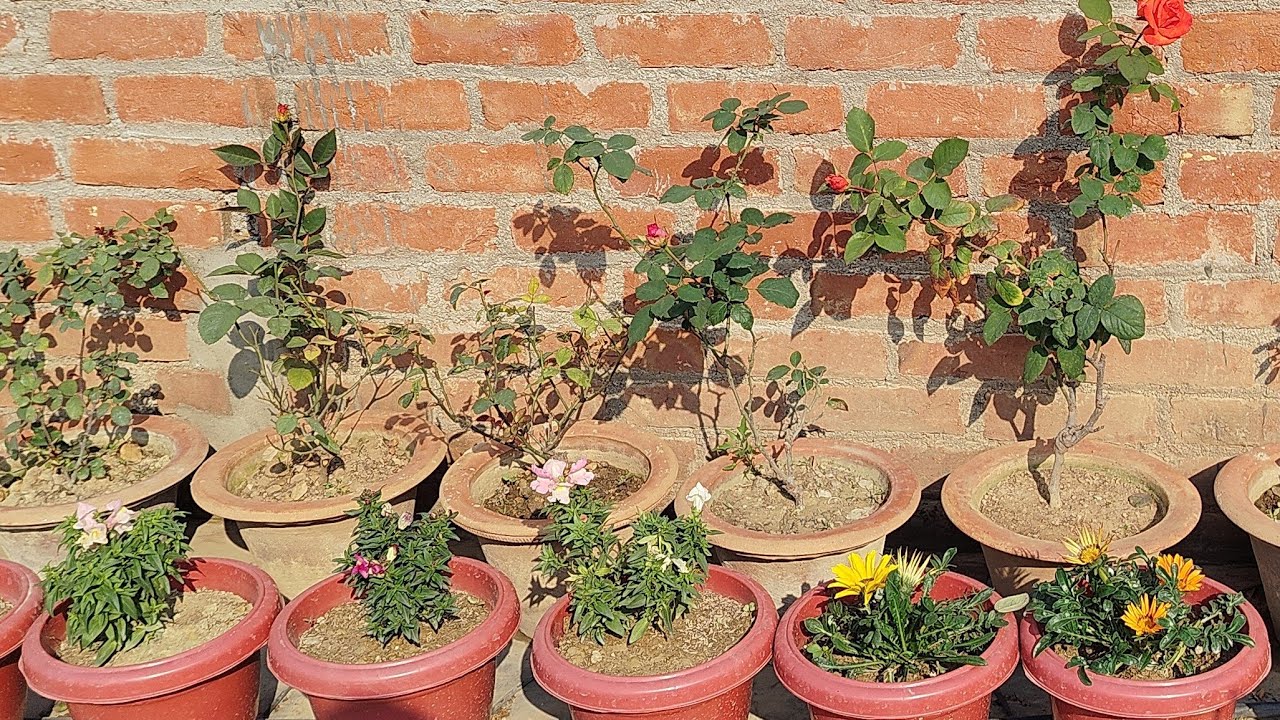 live #Livestream#kuldeepbonsai I am  terrace garden flowering plant and bonsai plant #liv