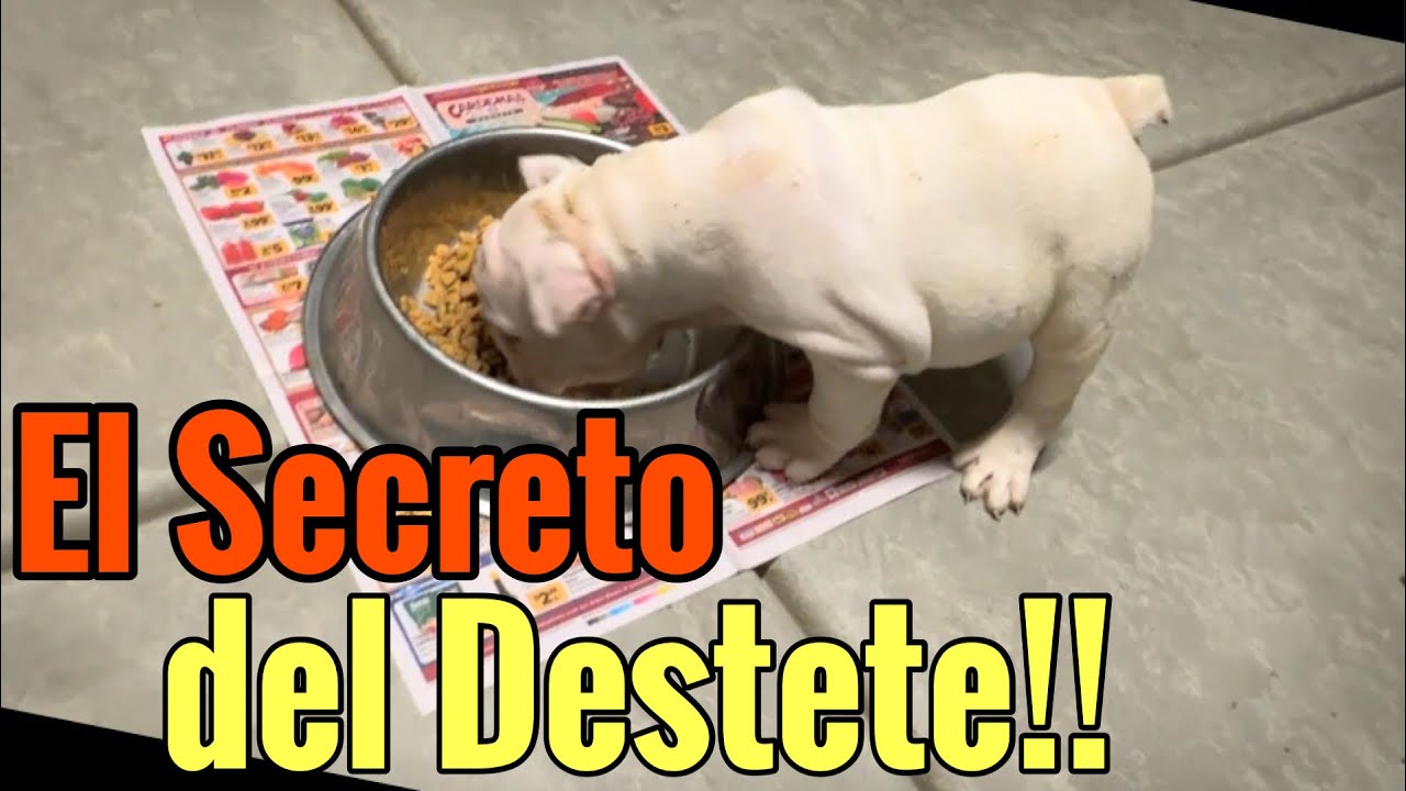 2da parte del destete en Bulldog Ingle, Hector Bolaños!!