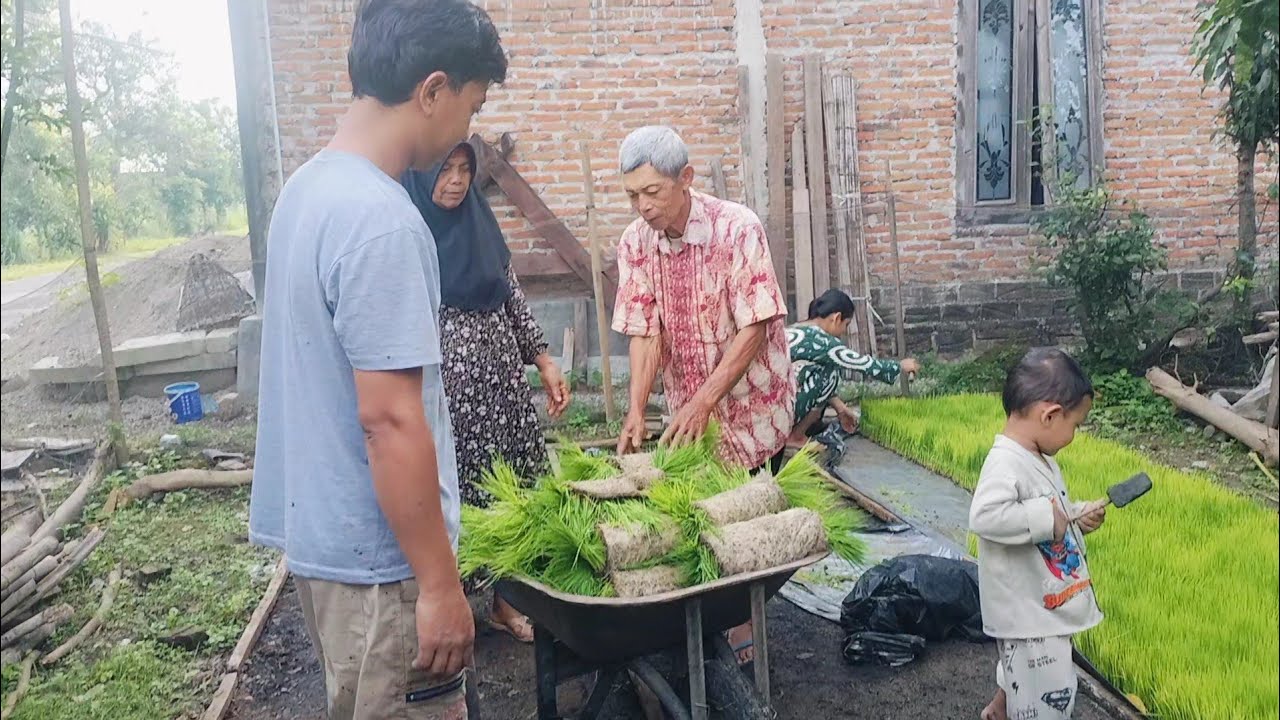 Motongi Benih padi dibantuin istri kakung dan mbok di rumah lor 