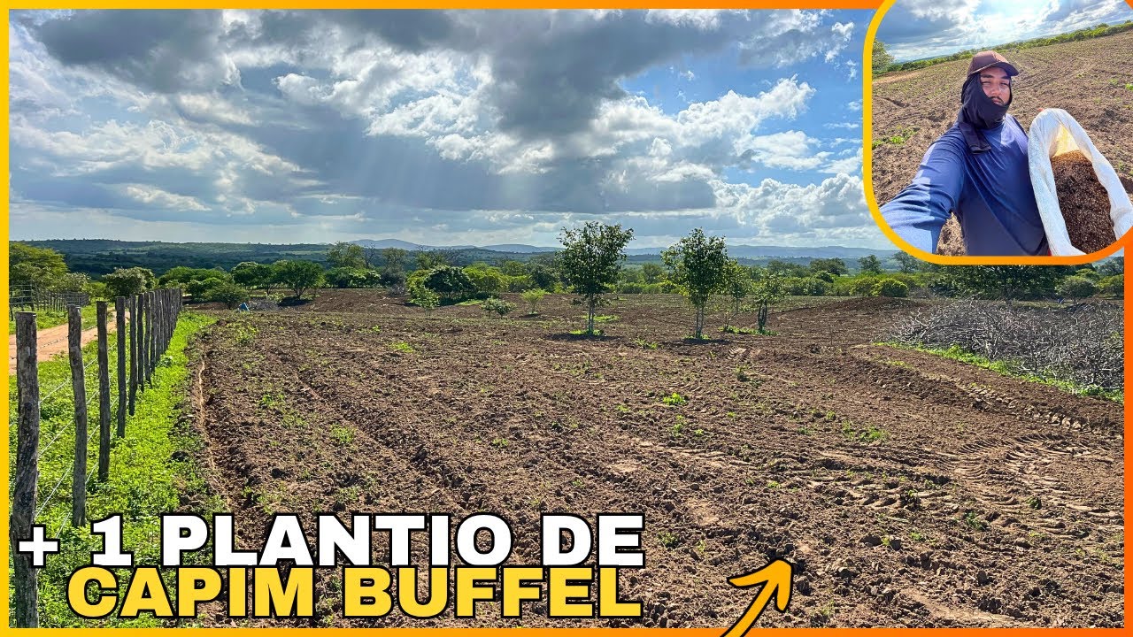 6 HECTARES PLANTADOS DE CAPIM BUFFEL