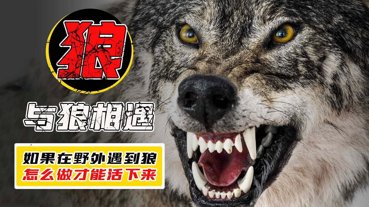 如果在野外遇到狼，怎麼做才能活下來？我們能打得過狼嗎？【三體世界學】
