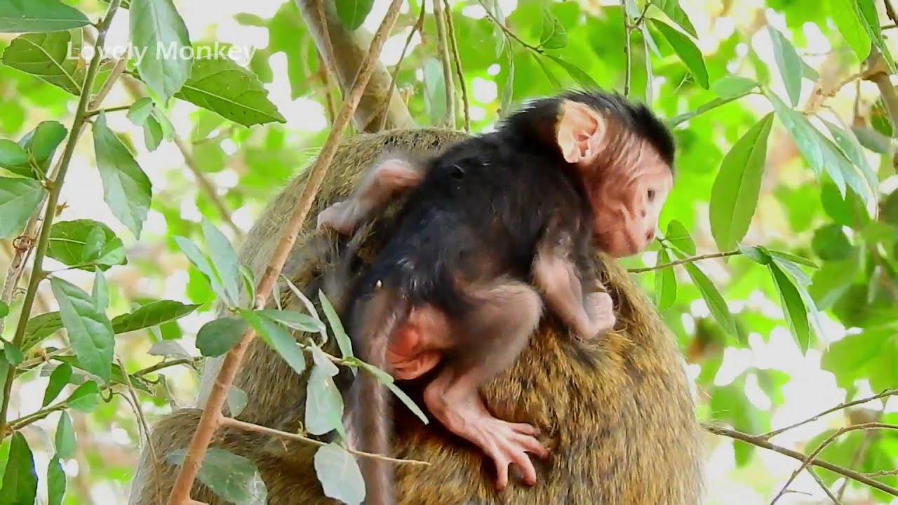 Baby Monkey Just Born Cry Loudly