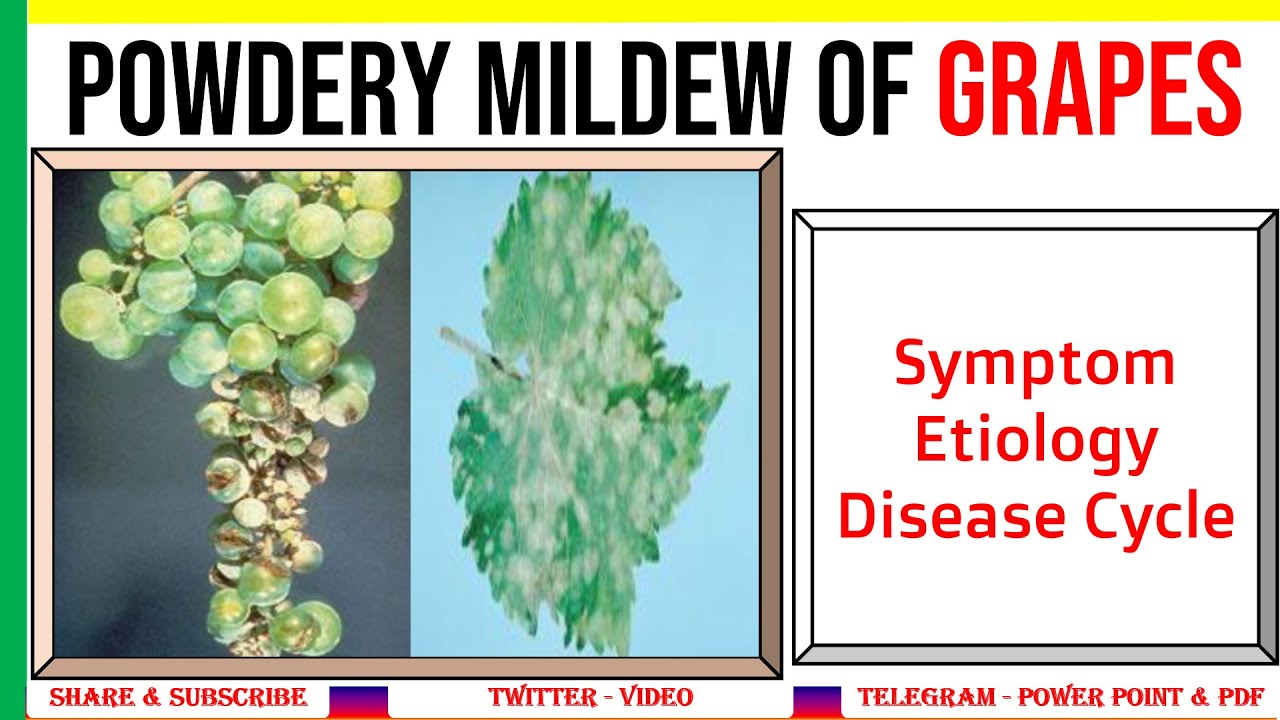 Powdery Mildew of Grapes, Symptom, Etiology, Disease Cycle | Erysiphe necator | #PHV