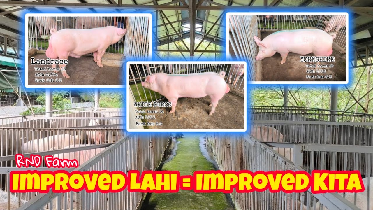 Pataasin ang Kita sa Pag-upgrade ng Lahi ng mga Alagang Baboy