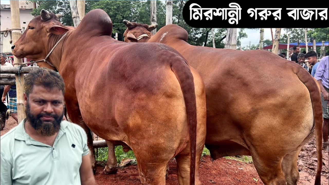 কুমিল্লার মিরশান্নী বাজার থেকে বলদ গরুর দাম জানুন | আজকের গরুর বাজার ২০২৫ |