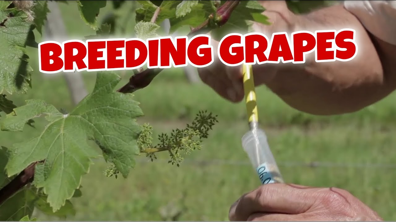 How do they breed grapes?
