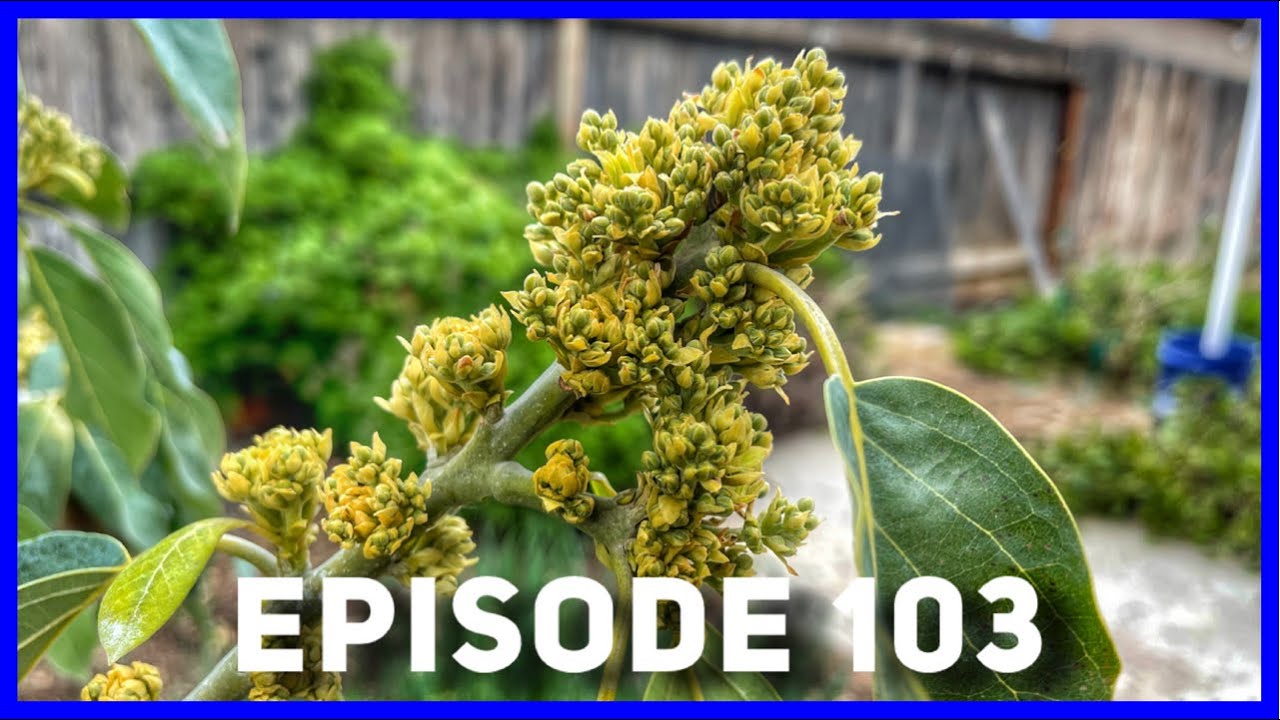 Avocado Leaves Falling Off? (Ep. 103)
