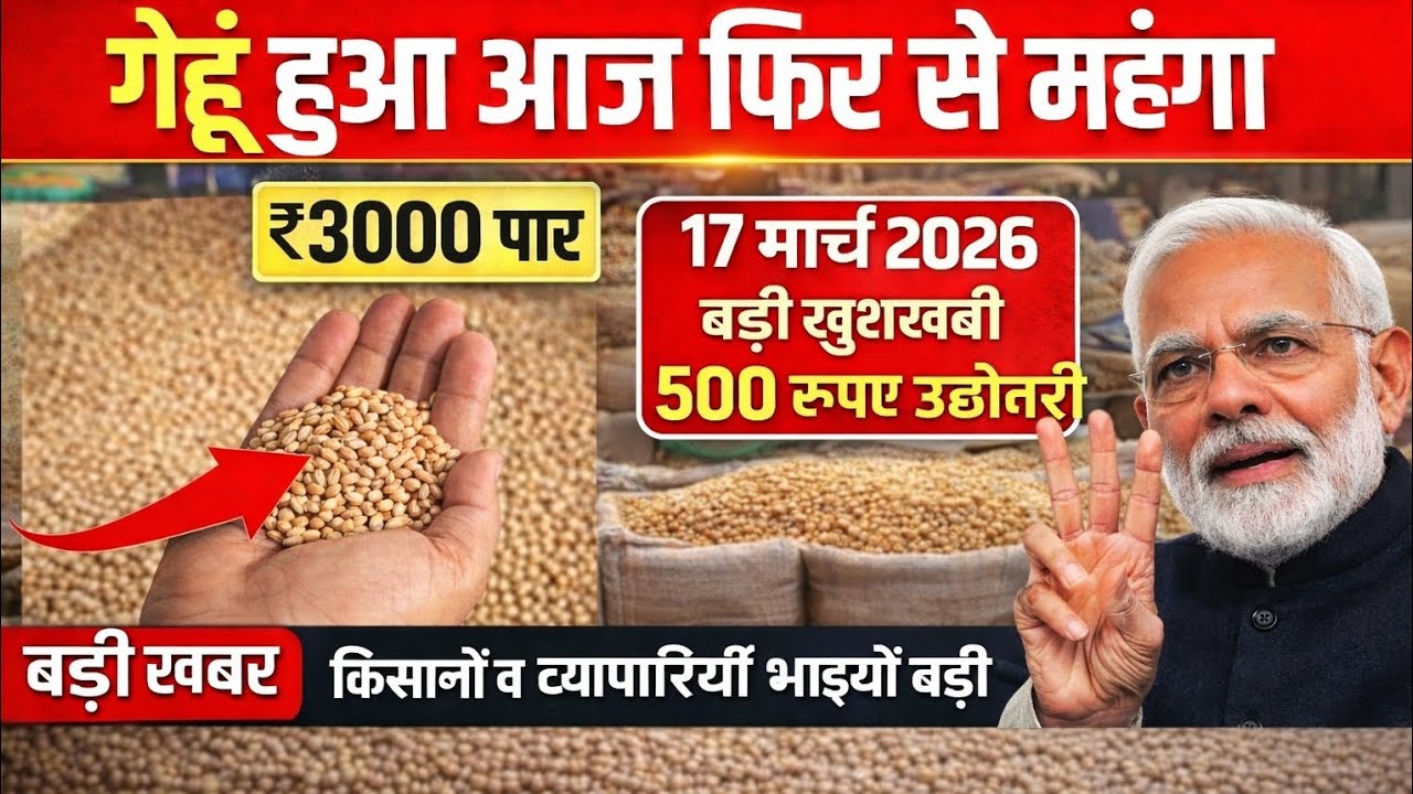 आज का गेहूं मंडी भाव | गेहूं ₹3000 पार 😱 राजस्थान MP UP गेहूं के ताजा रेट | Wheat Mandi Bhav
