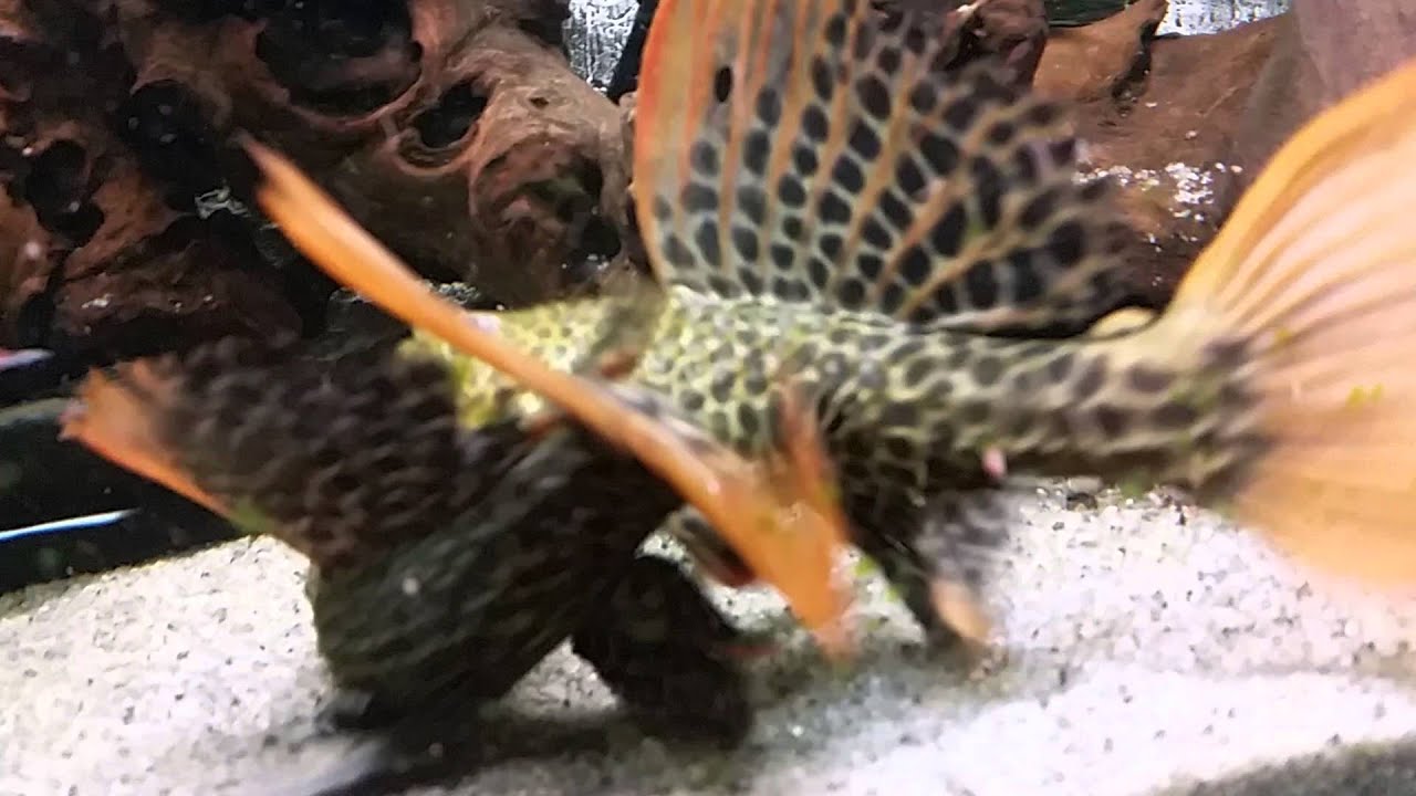 My pleco -l114,l128,l190