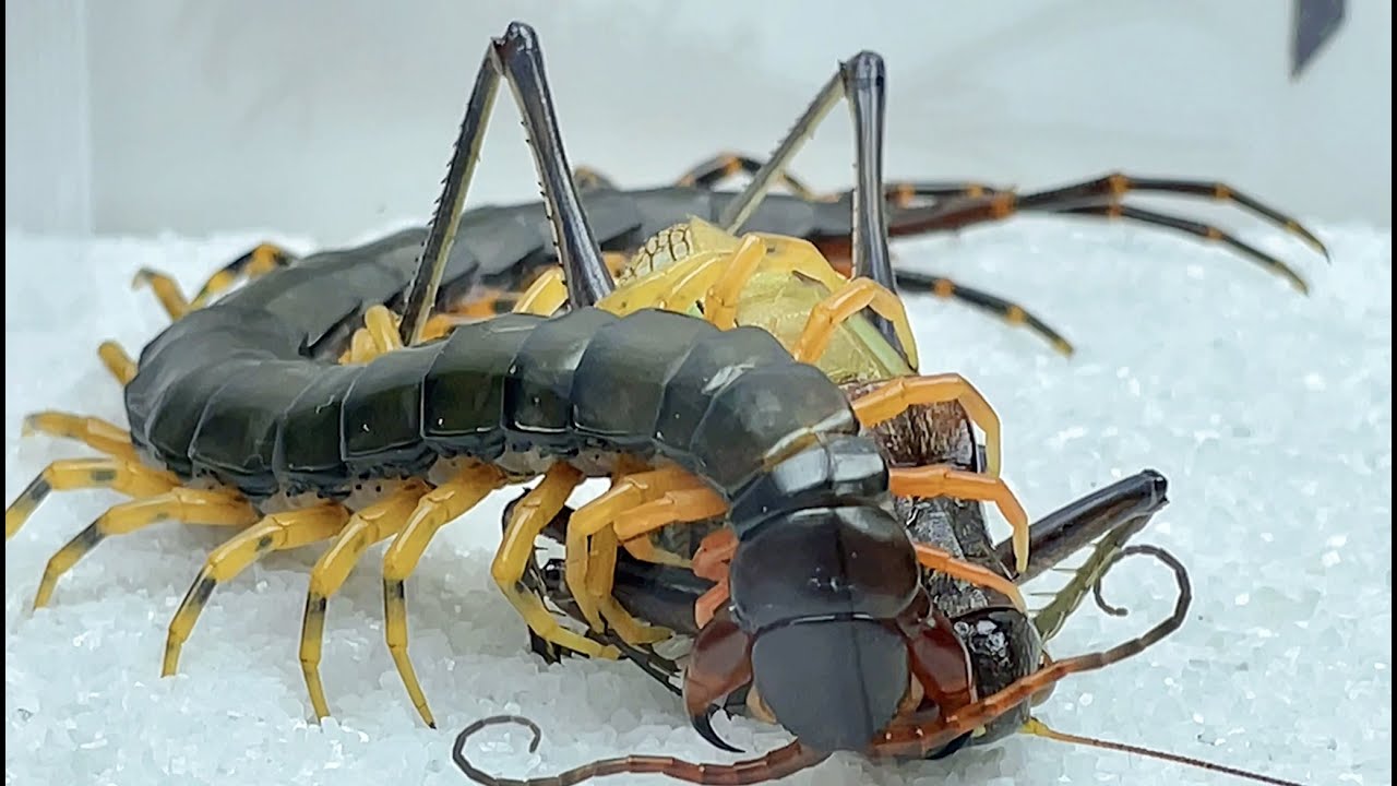 蜈蚣vs蝈蝈 Centipede vs katydid,Centipede eats katydid,The fighting process is wonderful
