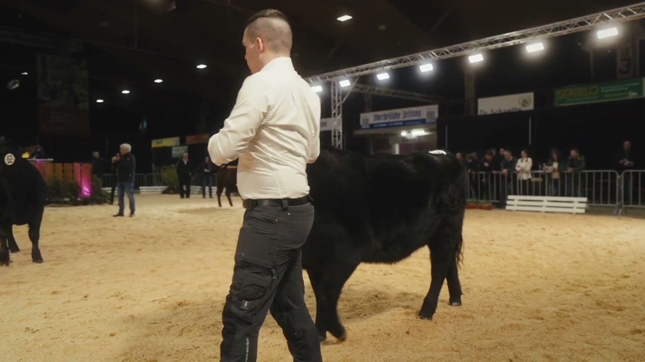 Angus - Rinder