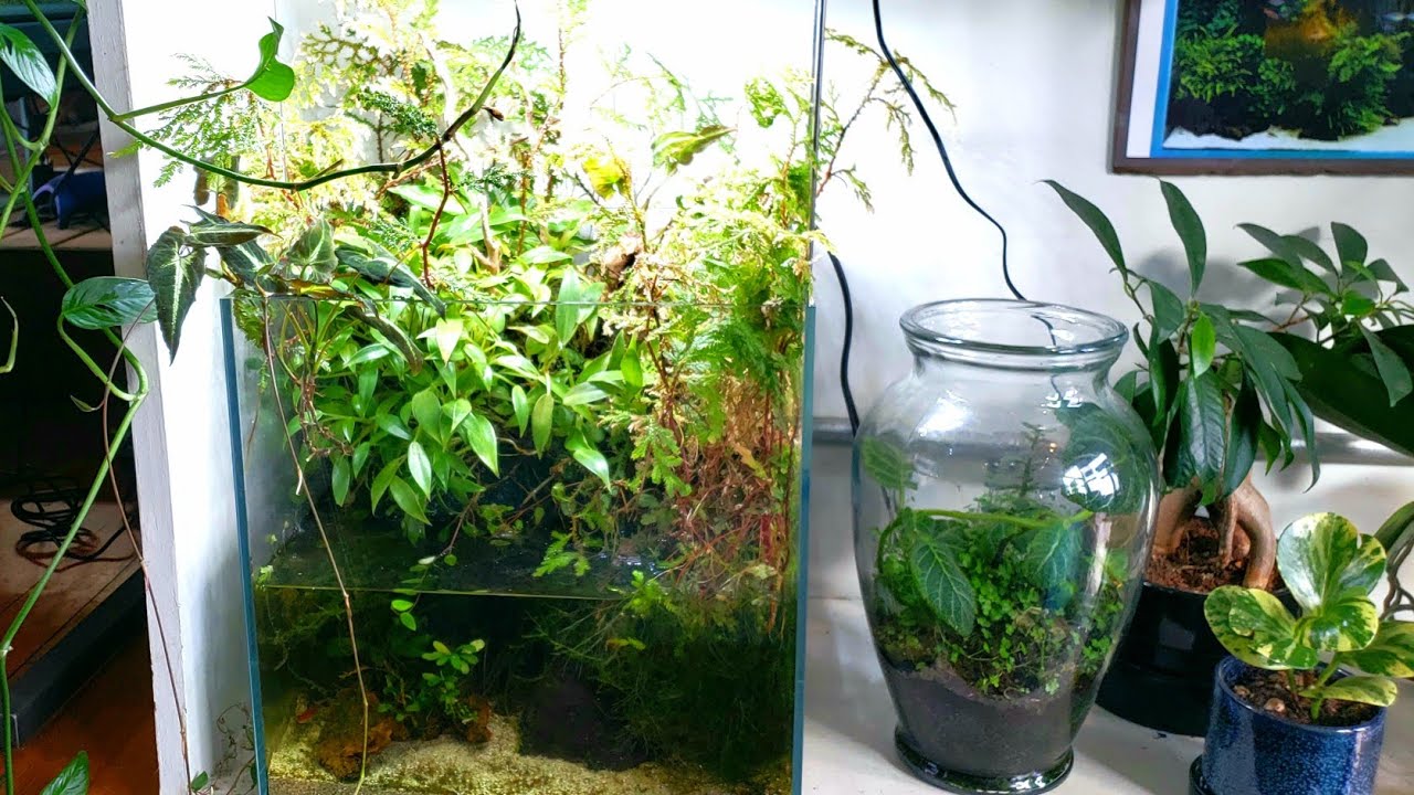 Playing with Nano Aquariums & Palidariums at Aquarium Zen in Seattle Aquascape Shop!