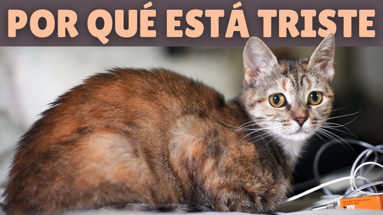 &iquest;POR QU&Eacute; mi gato est&aacute; TRISTE? ➡️ Las 5 CAUSAS m&aacute;s comunes