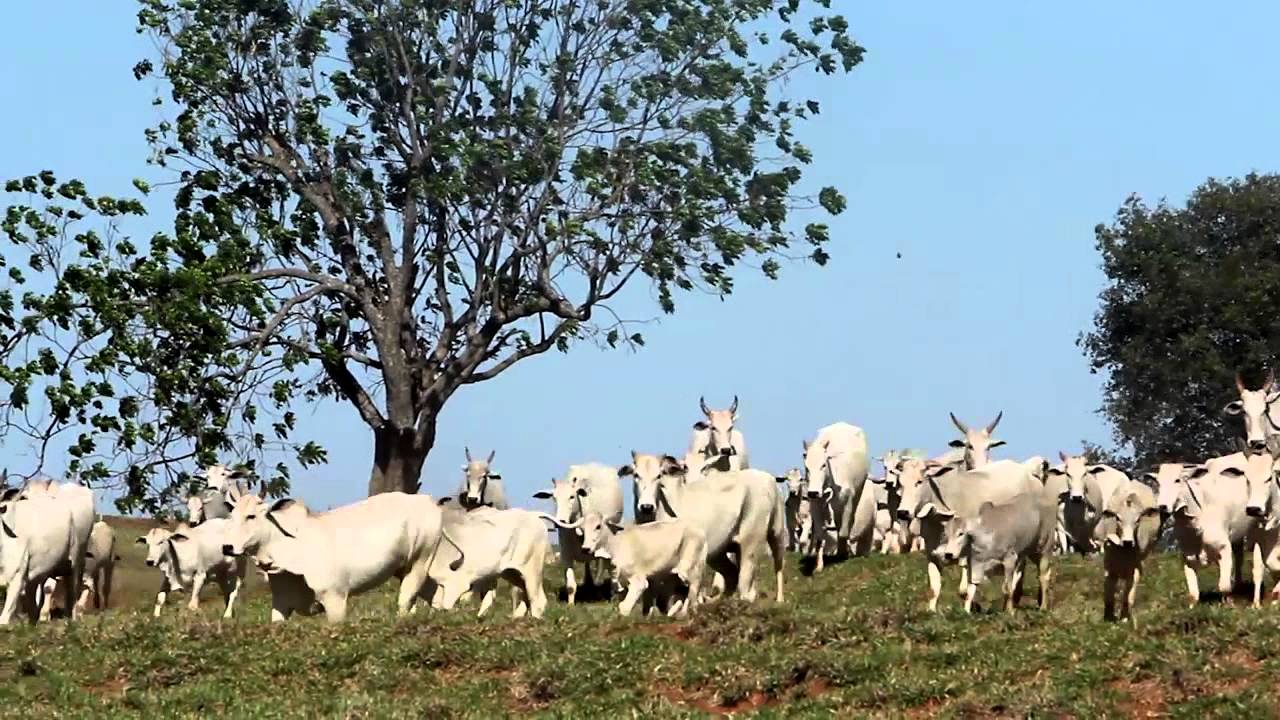 Fazenda JARACATI&Aacute; - Institucional