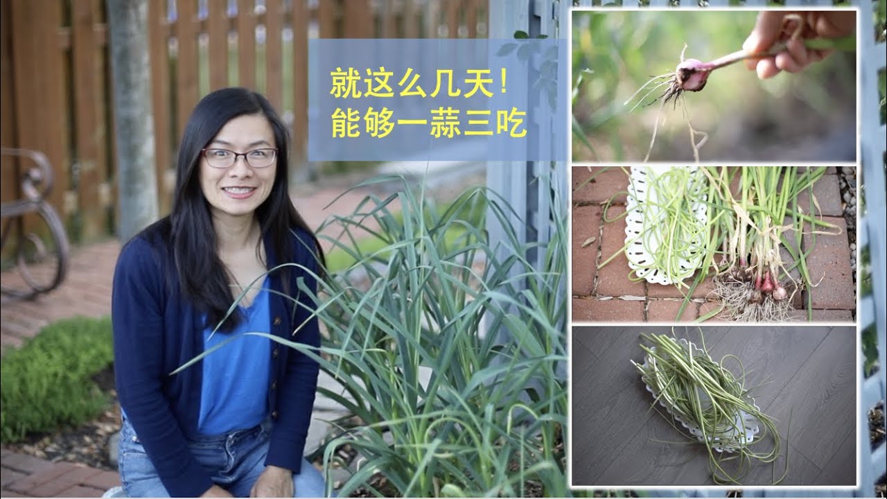 【一蒜三吃】119•种植/就这几天，大蒜可以同时吃到鲜嫩的独头蒜、蒜苔、蒜苗，取蒜苔该用什么方法最好？失败导致了意外的收获。大蒜和玫瑰伴生有什么好处？