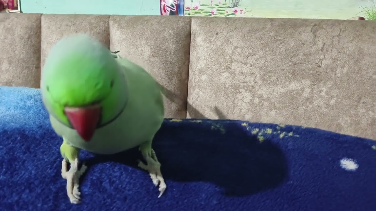 parrot ki #mast🌺🦜🌺🦜