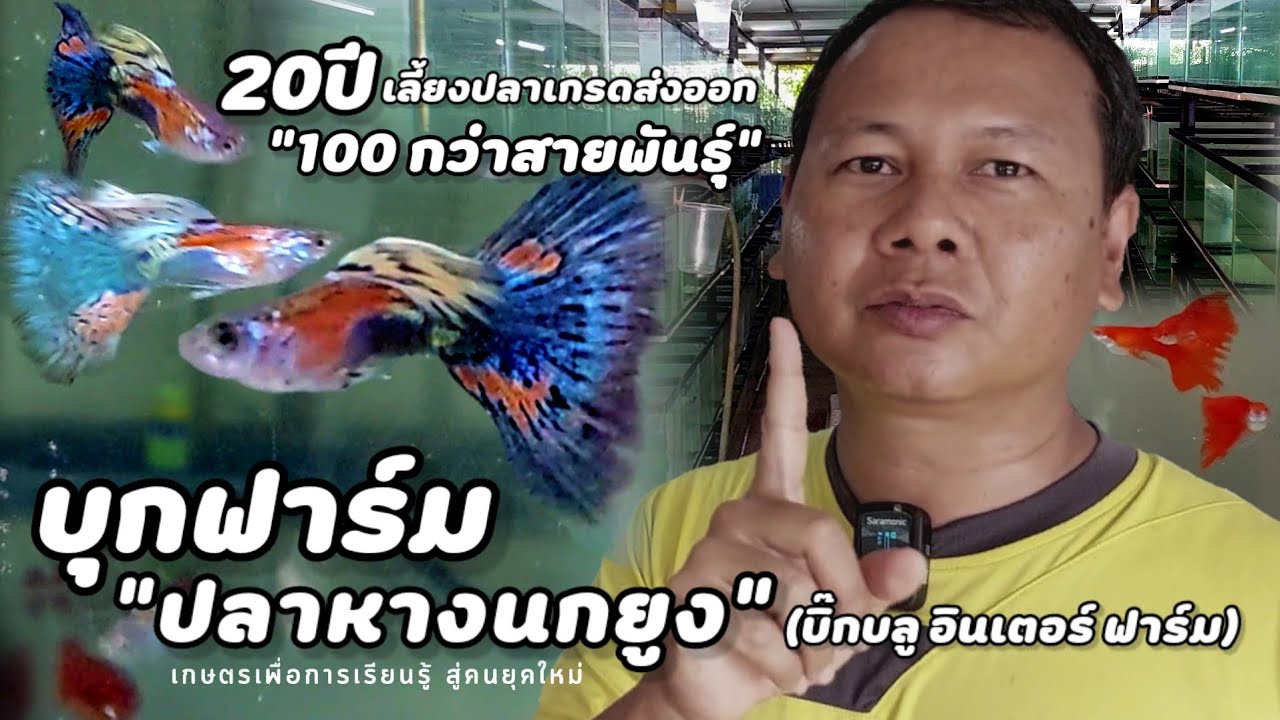 2,000 ตู้ 100 กว่าสายพันธุ์  ❗️ บุกฟาร์ม | ปลาหางนกยูงเกรดส่งออก(บิ๊กบลู อินเตอร์ ฟาร์ม)