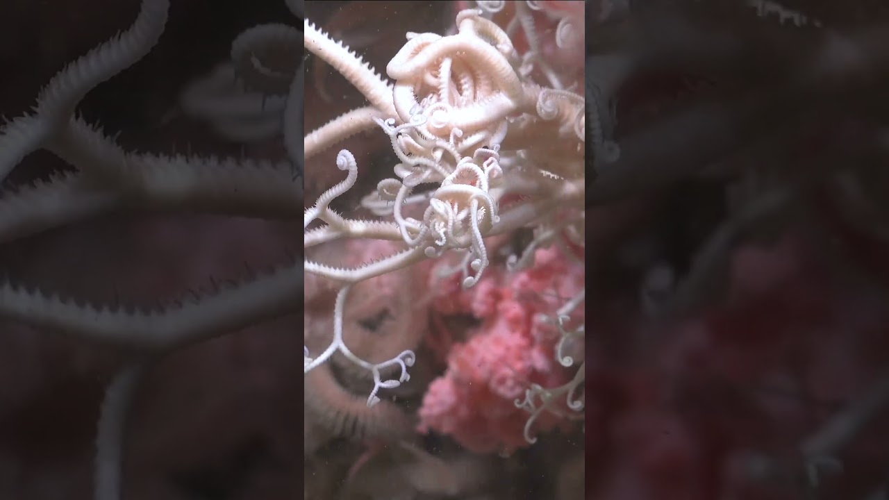 A little terror for your Tuesday! #taleof2canyons #marinelife #ocean #science