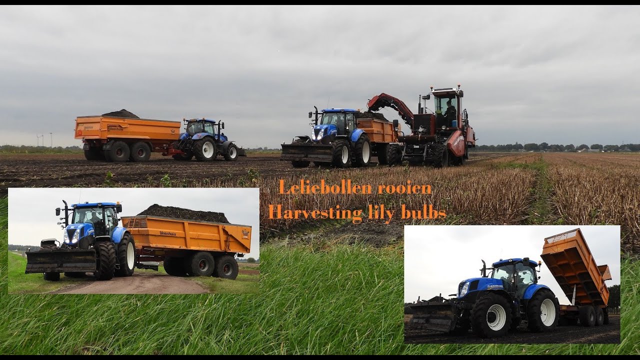 Lelies rooien. Harvesting Lily bulbs.  Markhorst bloembollen aan het rooien in Dedemsvaart.