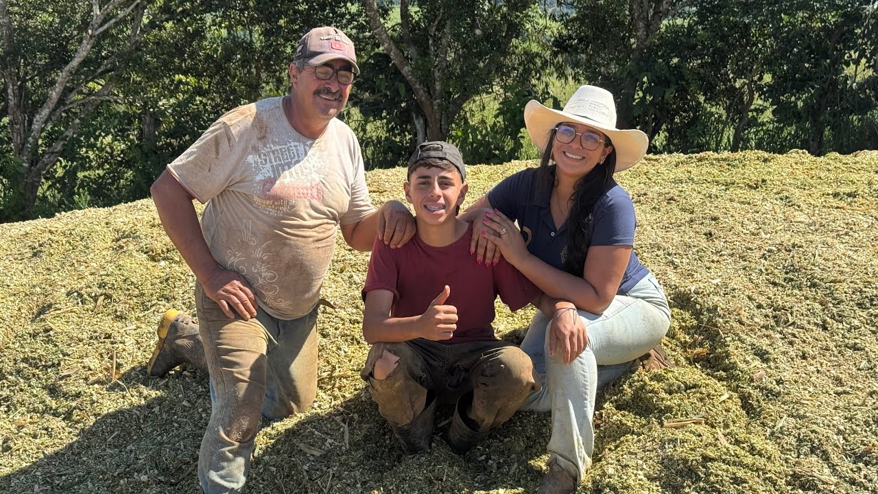 Dia de fazer silagem de milho aqui no sítio #Roça #Colheita #Gratidão #Agro #Silagem