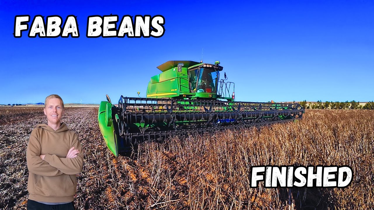Might Be Pushing My Luck | Faba Bean Harvest 2025, South Australia