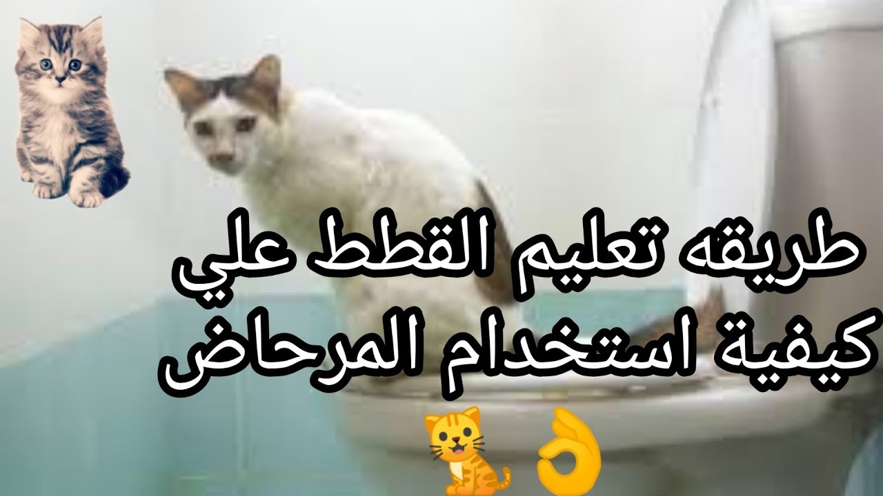 طريقه تعليم القطط علي كيفية استخدام المرحاض 🐈👌