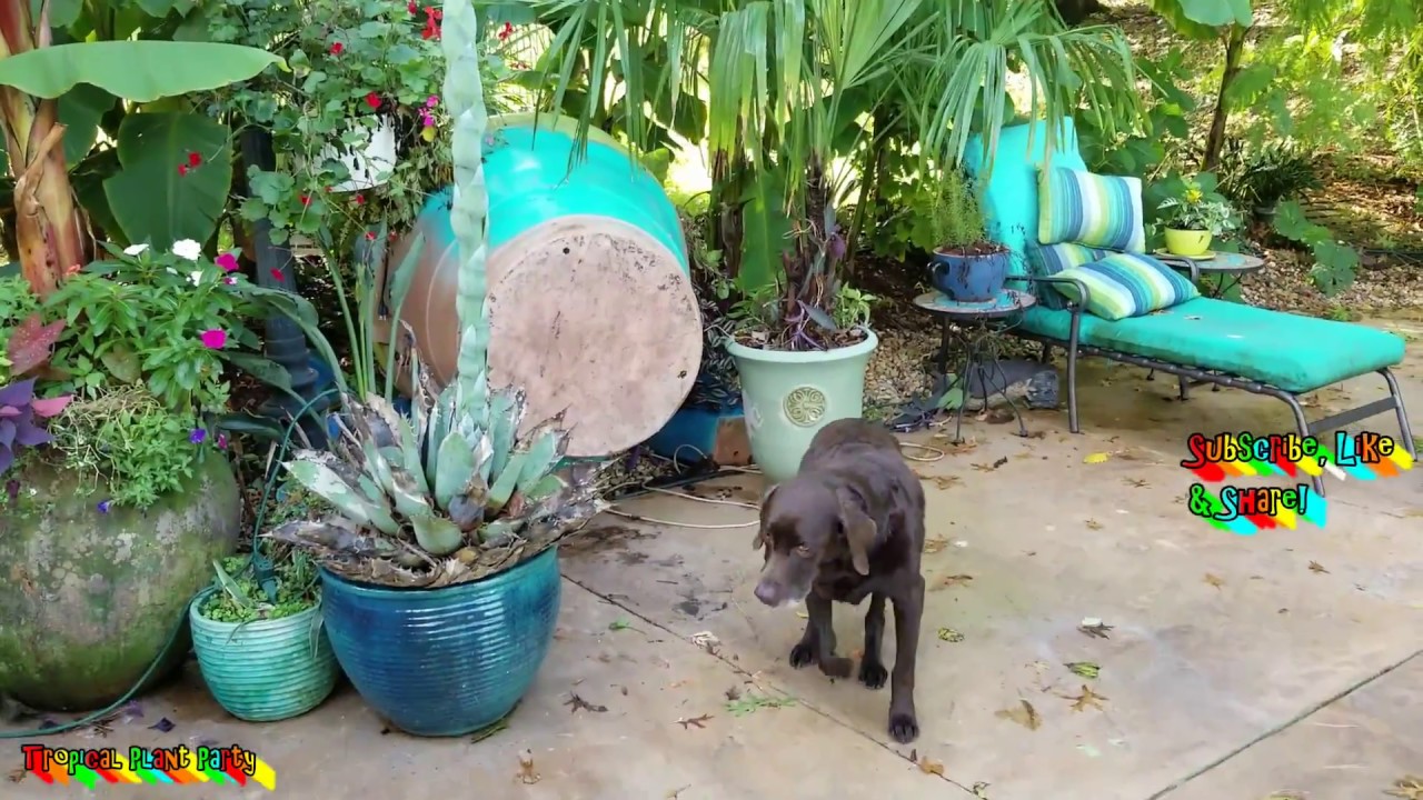 MASSIVE POTTED PALM TREE KNOCKED OVER BY WINDS! COLD HARDY PALM TALK