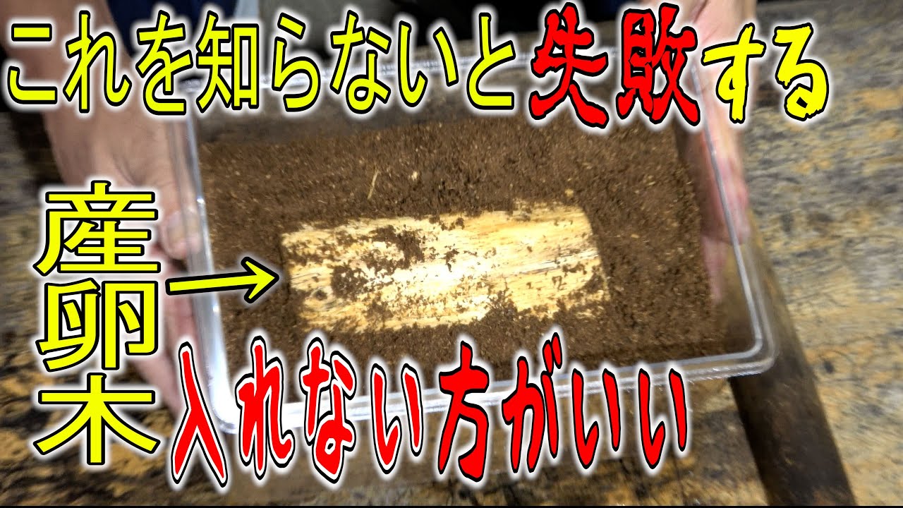 クワガタを産卵させる時に産卵木を入れない方がいい理由【クワガタ飼育】